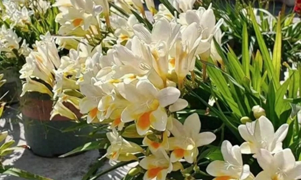 5 loài hoa cứ bung nở là cả căn nhà như được ướp hương, thơm đến mức hàng xóm đi ngang phải chạy vào hỏi xin một nhánh