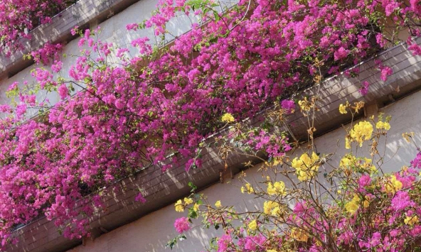 Tòa nhà cũ 7 tầng khiến 1,4 tỷ dân Trung Quốc sửng sốt: 10 năm chờ đợi đổi lấy cảnh tượng tưởng chỉ có trong cổ tích