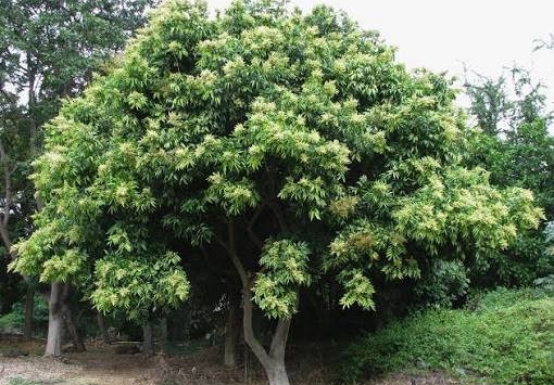 Vì sao Hà Nội cấm trồng loại cây có quả quen thuộc, nhiều nhà từng dùng thay xà phòng, chất tẩy rửa đồ, quần áo?