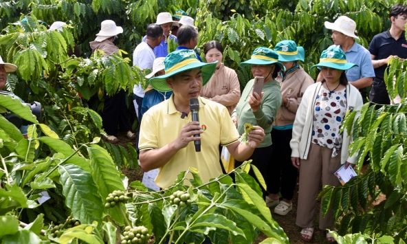 Nâng chất Robusta Việt: Phân Bón Cà Mau đưa công nghệ số vào quản lý canh tác tại vùng trồng