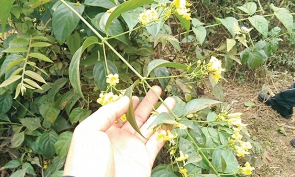 5 học sinh rủ nhau ăn lá ngón, 1 nữ sinh tử vong: Tình trạng sức khỏe của 4 em còn lại