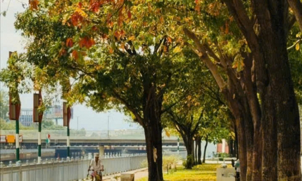 Sài Gòn chạm thu trong những sắc lá tháng 9