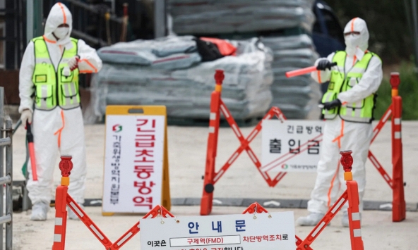 Hàn Quốc báo động: Dịch bệnh lở mồm long móng xuất hiện sau 11 năm, kích hoạt ứng phó khẩn cấp