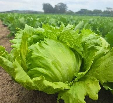 Gần 2.000 người nhiễm ký sinh trùng nghi do ăn xà lách, 98 người phải nhập viện