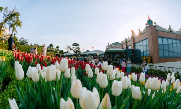 Hàng nghìn cây hoa tulip đã sẵn sàng đón chờ du khách đến Hội xuân núi Bà