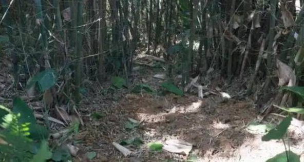 Đang đào giun thấy xẻng chạm phải vật cứng, lão nông dân run rẩy phát hiện kho báu nặng 30kg ngàn năm tuổi còn nguyên vẹn