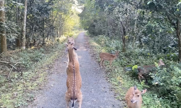 Ẩu đả dữ dội tại vườn quốc gia Cúc Phương nhưng không ai can ngăn, lý do là gì?