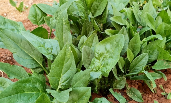 Đừng bỏ lỡ 3 loại rau mùa thu rẻ tiền nhưng là 'vua canxi tự nhiên' cho cả gia đình