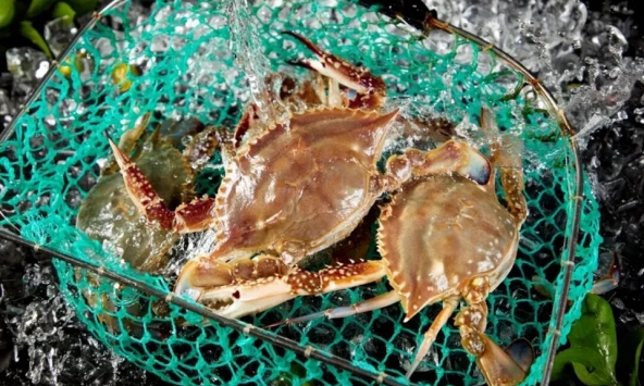 Cua vừa chết có ăn được không? Có 3 bộ phận của cua không nên ăn: Nếu không nói ra, rất nhiều người sẽ nhầm lẫn