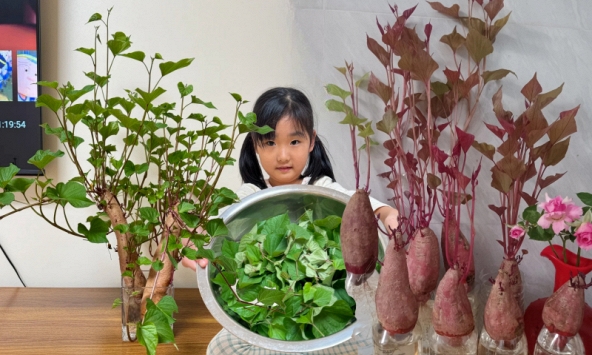 Gừng bonsai lên ngôi nhưng khoai lang thủy canh vẫn hot rần rần: Chị em trồng chơi mà ăn thật cũng “đã cái nư”!