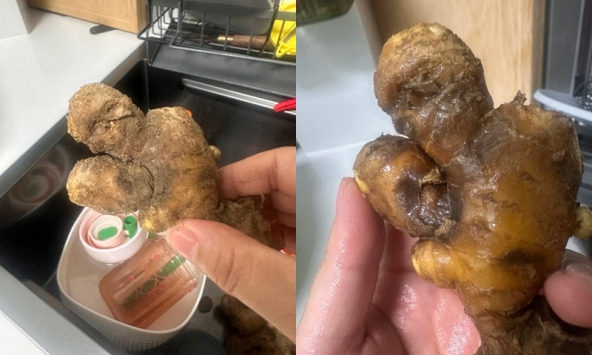 Nhiều chị em trồng gừng bonsai nhưng chẳng được mấy ngày đã thối um cả nhà, đây là lý do chí mạng