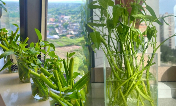 Giá rau tăng vùn vụt, chị em rủ nhau trồng rau muống thủy canh: Cắm cọng rau vào nước là có cả bình ăn mệt nghỉ