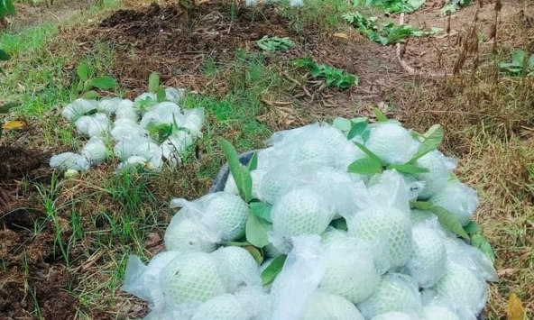 Tôi biếu thông gia giàu 1 yến ổi vườn nhà trồng, ai ngờ họ làm một việc khiến tôi cười ra nước mắt, không biết đáp lại ra sao