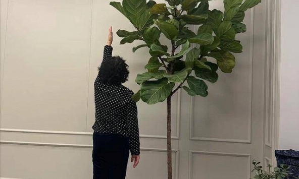 Người xưa dặn 'Cây âm không vào nhà, cây dương không trồng mộ': Nghe thì tâm linh nhưng sự thật lại vô cùng khoa học!