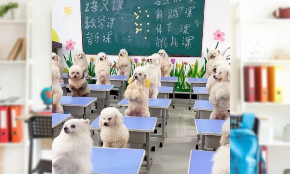 Cô gái chi hơn 40 triệu đồng mỗi tháng cho cún cưng đi mẫu giáo có xe đưa rước tận nhà