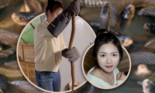 Cử nhân đại học bỏ phố về quê nuôi 60 nghìn con rắn độc, thu lãi sương sương hơn 3,8 tỷ đồng mỗi năm