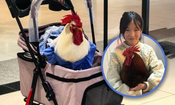 Cô gái nuôi gà làm thú cưng, mặc quần áo, đẩy xe nôi đi dạo, chi phí chỉ 100 nghìn/tháng khiến hội mèo cưng 'ngạc nhiên'