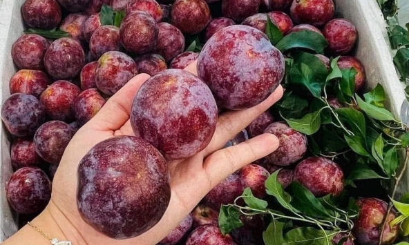 Nhận quà quê của thông gia gửi xuống, tôi không biết nên vui hay buồn, nhất là sau khi nghe lời đề nghị của con dâu