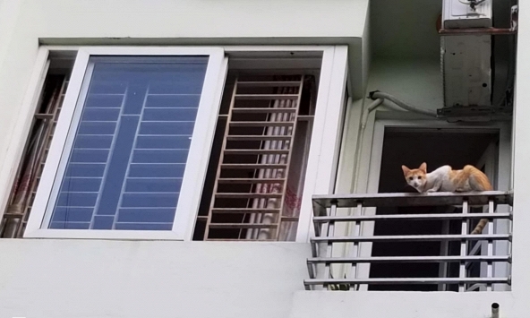 Tôi chỉ sang nhà hàng xóm xin nước mắm, không ngờ lại biết bí mật mẹ chồng giấu cả gia đình nhiều năm