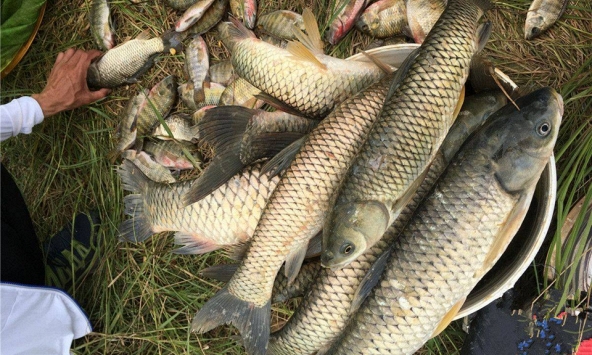 3 loại cá dễ “ôm ổ ký sinh trùng”, dân buôn cũng ngại ăn