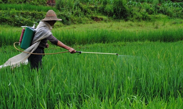 Anh công bố 12 loại rau quả 'ngậm thuốc trừ sâu' nhiều nhất năm 2025: Loại quả đứng đầu danh sách với 99% thuốc trừ sâu vượt quá tiêu chuẩn