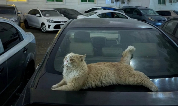 Chó mèo bị bỏ rơi tràn ngập đường phố Dubai khi người nước ngoài tháo chạy trong hoảng loạn