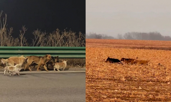 Hơn cả phim ảnh: 7 chú chó bị trộm cùng nhau vượt 17km tìm đường về nhà