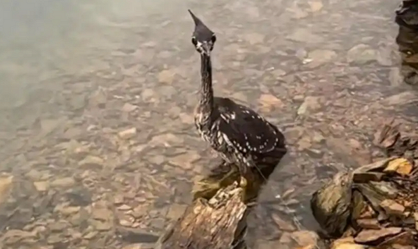 Loài chim bí ẩn nhất thế giới, chỉ còn lại 1.000 cá thể