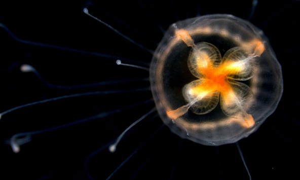 Loài vật duy nhất bất tử trên thế giới, có thể cải lão hoàn đồng, mãi không già đi