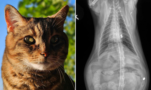 Đem mèo nuôi 8 năm đi khám, kết quả chụp X-quang lật tẩy quá khứ không ngờ