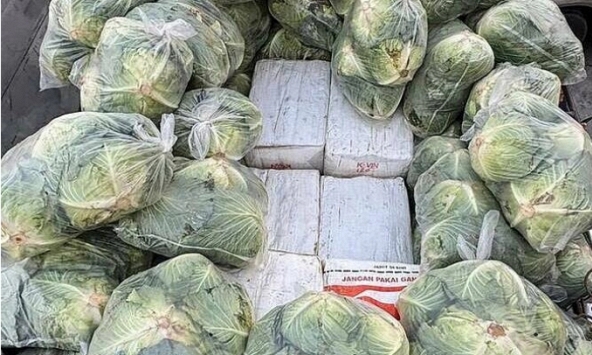 Phát hiện 1.600 kg ma túy đội lốt bắp cải