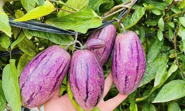 Loại quả lạ gây 'sốt mạng' vì không chỉ giải nhiệt mùa hè còn tốt cho tim mạch, cực giàu vitamin, dưỡng da, giảm cân