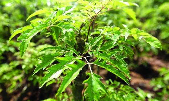 Tin vui cho những người thích dùng lá đinh lăng!