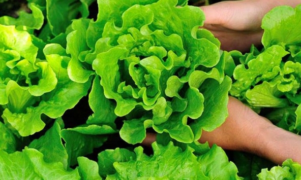 Tin vui cho những người thích ăn rau xà lách!