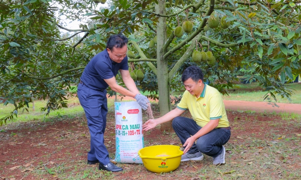 Bí quyết trồng sầu riêng cho nhiều trái loại A, lãi cao