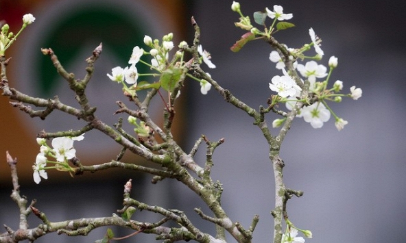 Hoa lê trắng tiền triệu ngập tràn đường phố Hà Nội sau Tết