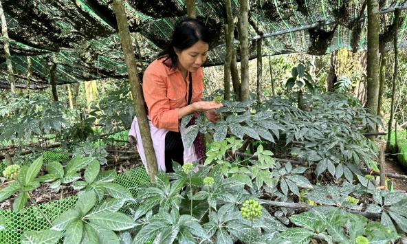 Minh bạch nguồn gốc dược liệu: Chìa khóa để bảo vệ sức khỏe người tiêu dùng