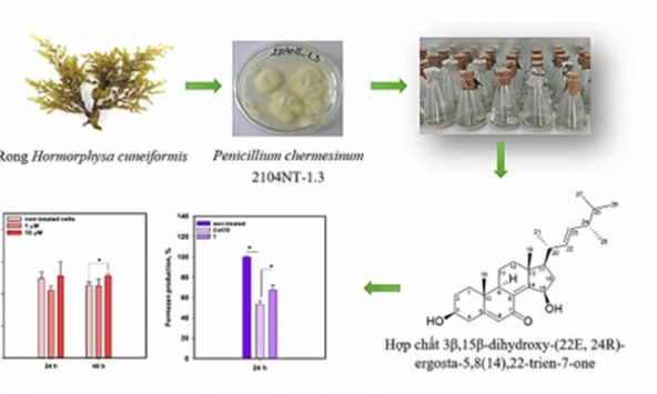 Phát hiện hoạt chất bảo vệ tế bào cơ tim từ vi nấm biển ở Vịnh Nha Trang