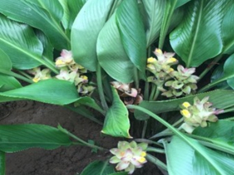 Cây Ngải trắng: Từ kết quả nghiên cứu đến triển vọng sản phẩm chăm sóc sức khỏe