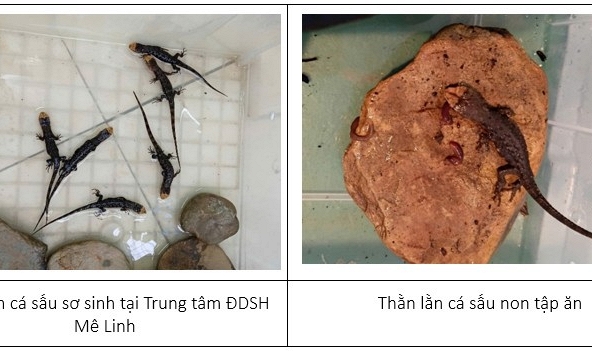 Từ bờ tuyệt chủng đến hy vọng mới: Câu chuyện bảo tồn loài Thằn lằn cá sấu tại Mê Linh