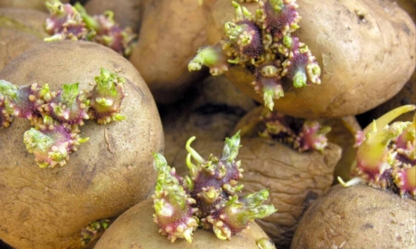 5 thực phẩm hại sức khỏe nhà nào cũng có, bạn nên ăn càng ít càng tốt