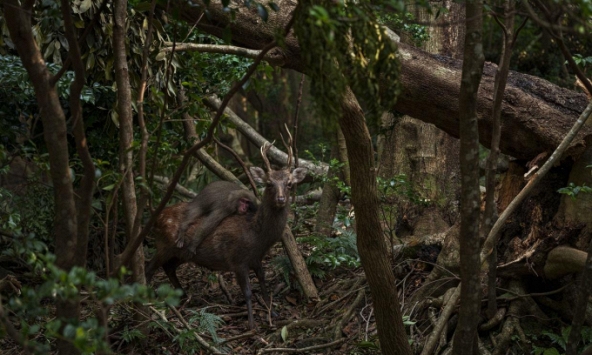  Nhiếp ảnh gia bắt được khoảnh khắc khỉ 'tận hưởng chuyến đi miễn phí' trên lưng hươu trong rừng