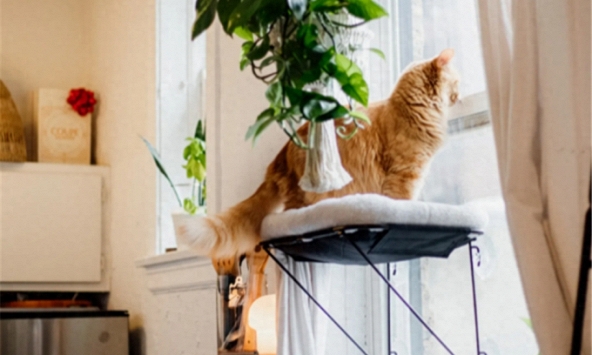 Cô gái thuê nhà 23 triệu/tháng để sống một mình cùng chú mèo