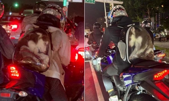 Người đàn ông nhét Husky vào balo cho thú cưng khiến CĐM phẫn nộ, có thể bị phạt tới hơn 57 triệu vì ngược đãi động vật