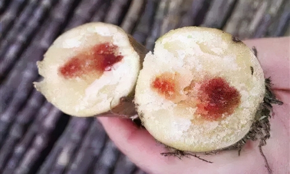 3 trái cây trong danh sách đen gây ung thư, loại cuối nhiều người tiếc không vứt bỏ