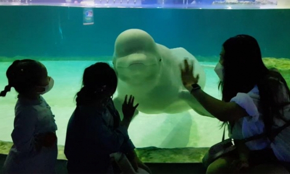 Câu chuyện về 'cô cá voi cô đơn nhất Hàn Quốc': Đau lòng nhìn đồng loại lần lượt ra đi trong suốt một thập kỷ bị giam cầm