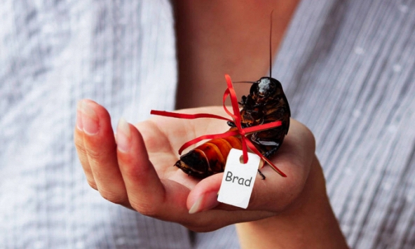 Dịch vụ tặng quà đặc biệt vào Valentine gây sốt tại Mỹ: Dân mạng thi nhau mua làm quà tặng người cũ