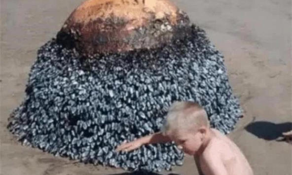 Cậu bé vô tình tìm thấy 'hòn đá kỳ lạ' trên bãi biển, chuyên gia giật mình: Gia đình cậu đã đối mặt với tử thần!