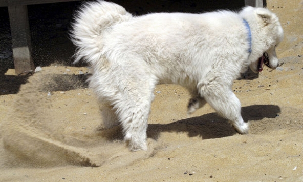 Chó cưng vô tình đào được thanh sắt rỉ sau vườn, chàng trai lập tức gọi cảnh sát phong tỏa cả khu vực: Suýt nữa cả thị trấn mất mạng!