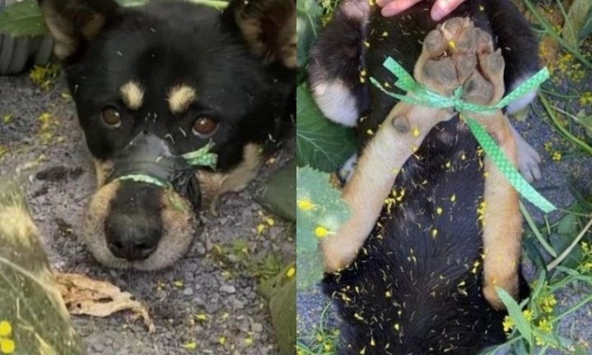 Chú chó bị bịt miệng, trói chân rồi bỏ ở nơi hẻo lánh, hình ảnh hiện trường khiến dân mạng Hàn Quốc phẫn nộ